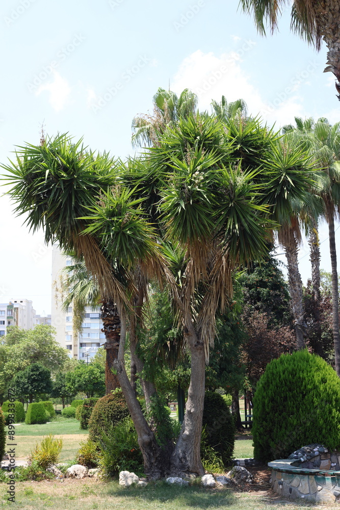 Yucca is a genus of perennial shrubs and trees in the family Asparagaceae Yucca is a genus of perennial shrubs and trees in the family Asparagaceae