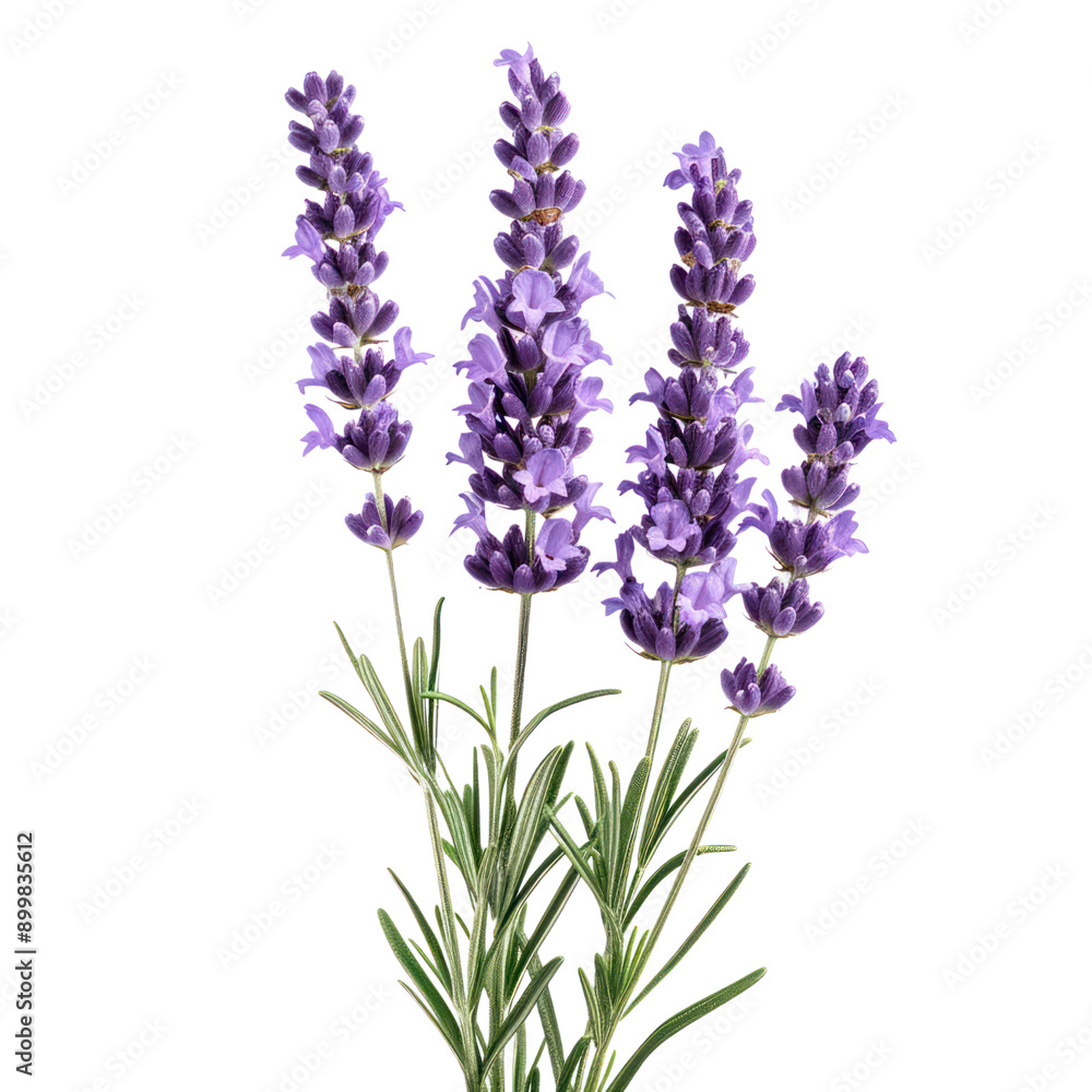 purple stem lavender flower green leaf cut out transparent background purple stem lavender flower green leaf cut out transparent background