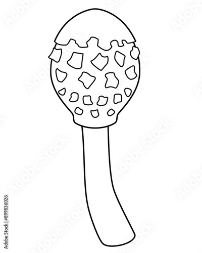 Parasol mushroom, still unopened Macrolepiota procera - vector linear picture for coloring. Outline. Mushroom variegated umbrella	