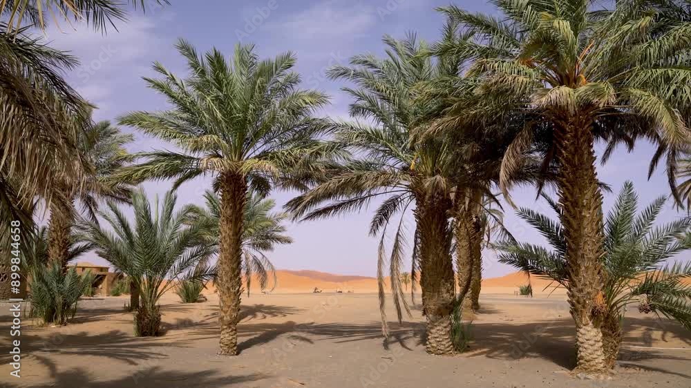 View of Sahara Desert through palm trees with camels resting on the golden sand dunes, Morocco View of Sahara Desert through palm trees with camels resting on the golden sand dunes, Morocco