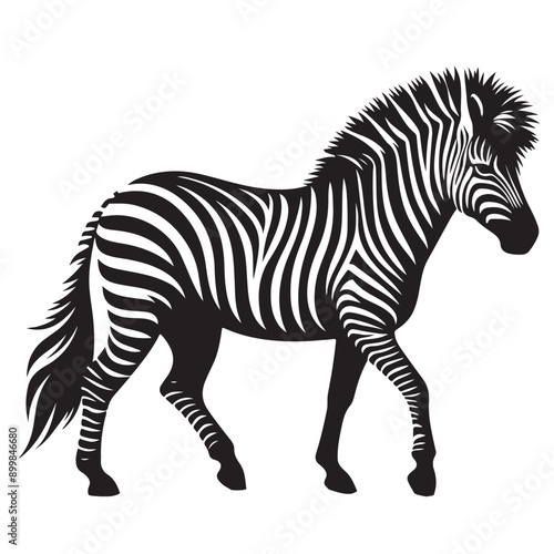  zebra Silhouette vector white back ground