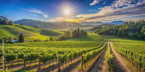 Wallpaper Mural Sunrise Over Vineyard Rows, Aerial Perspective, Lush Green Vines, Golden Light, Blue Sky, vineyard , wine Torontodigital.ca
