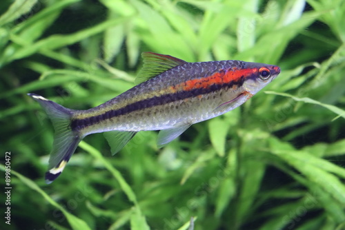  harlequin rasbora , chprinidae , fish in the dark photo