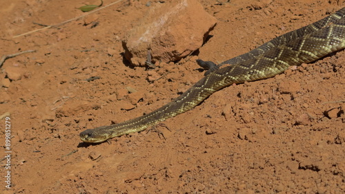 Fotografía Rattlesnake Moving Across a Reddish Path in the Wild