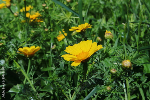 yellow flowers in the grass
