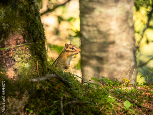 squirrel on a tree