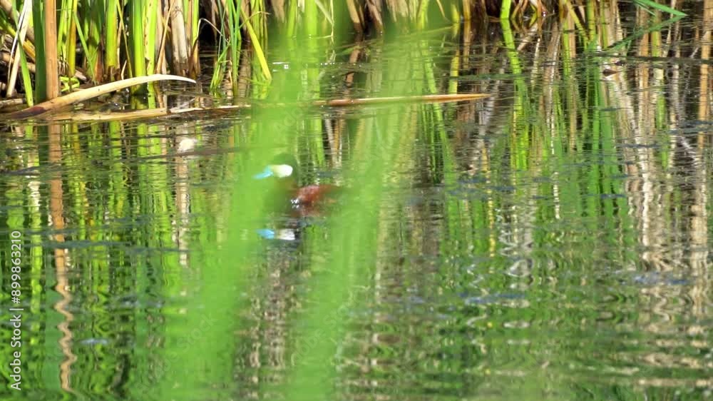 Ruddy Duck Pair in Slow Motion on a Beautiful Canadian Lake in Summer
Ruddy Duck Pair in Slow Motion on a Beautiful Canadian Lake in Summer