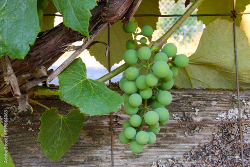 Green Grape Cluster 02