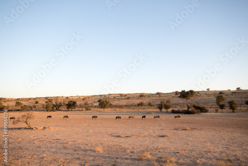 Wildebeest ambling up the Auob river bed in the evening taken from Urikaruus camp, Kgalagadi