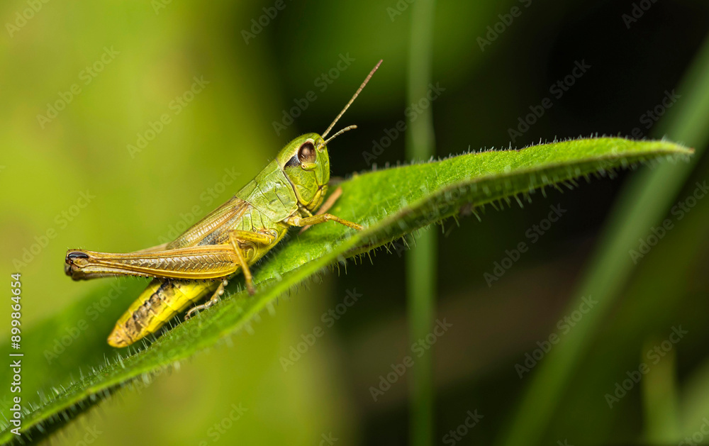 A yellow-green grasshopper with short wings and antennae sits on a green leaf in a thicket of grass on a clear summer day. A yellow-green grasshopper with short wings and antennae sits on a green leaf in a thicket of grass on a clear summer day.