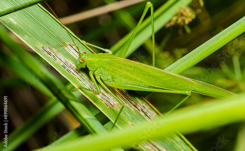 A bright green grasshopper with small black spots and large wings sits on a nibbled stem in a thicket of meadow grass.