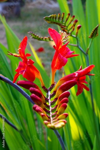 Montbretia Crocosmia Red 05 photo