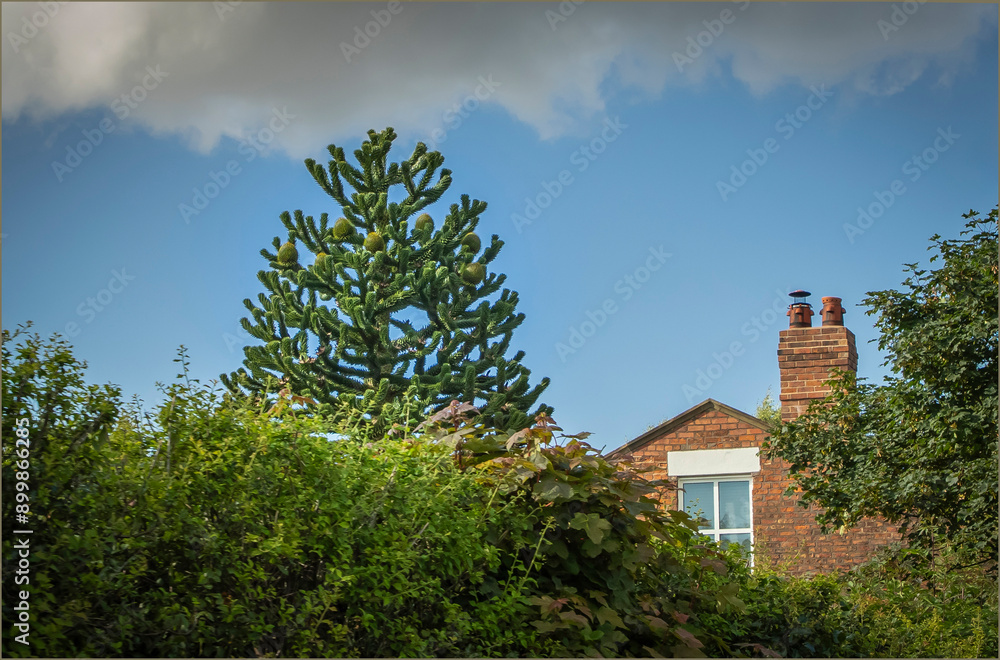 Looking over a tall hedge at the top of a Monkey Puzzle tree Looking over a tall hedge at the top of a Monkey Puzzle tree