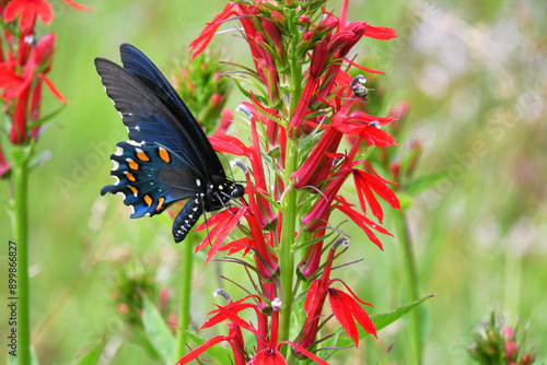 Blue Spicebush Swallowtail Butterfly on bright Red Cardinal wildflowers growing next to a lake photo