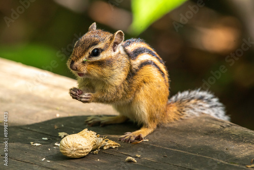 squirrel eating nut