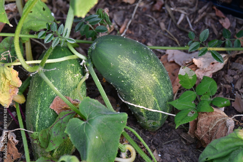 Obraz premium Ripe Cucumber