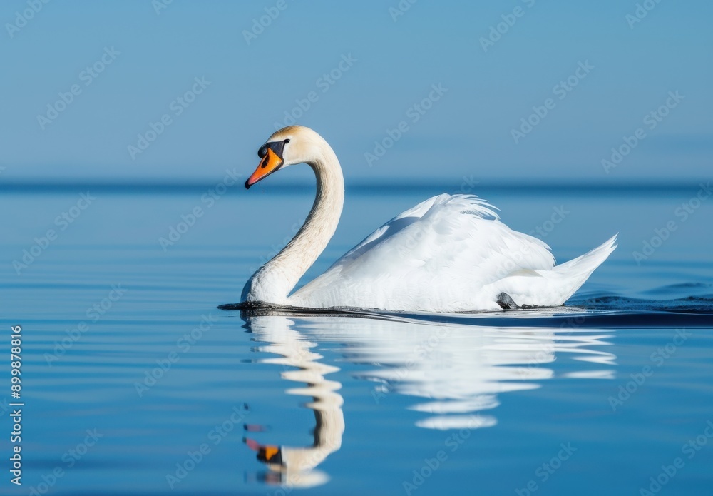 swan swimming gracefully on the water, its white feathers glistening in the sunlight swan swimming gracefully on the water, its white feathers glistening in the sunlight