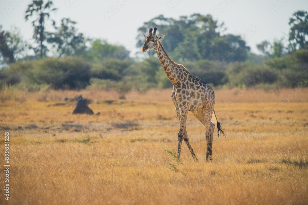 Fototapeta premium The giraffe is an African artiodactyl mammal, the tallest living terrestrial animal and the largest ruminant. Botswana, Moremi reserve