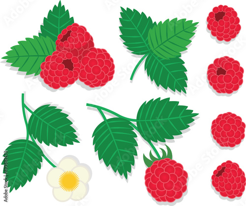 Raspberry set. Raspberry plant twig set. Sprig of raspberries set with berry and leafs. Elements constructor for design congratulations, invitations, cards, banners.