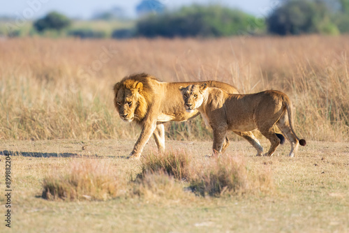 Family of African lion (Panthera leo), male with female lion, Moremi game reserve, Botswana, Captivating images of Africa's lions, Experience the the wild essence of the continent.