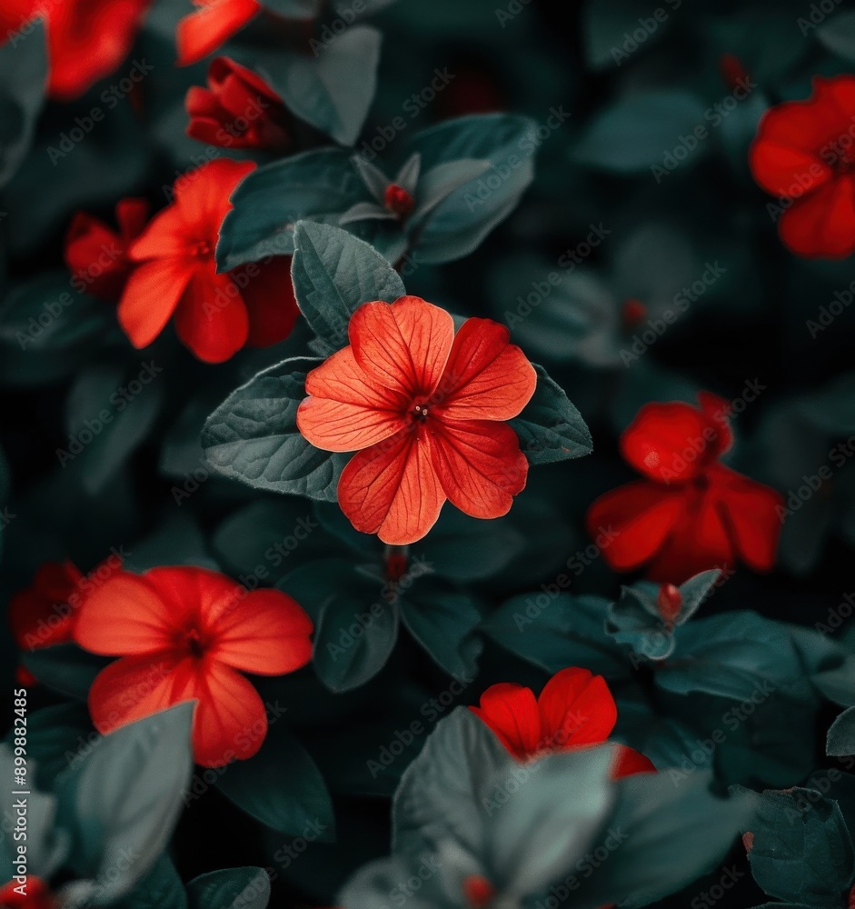small red flowers and dark green leaves with a blurry background small red flowers and dark green leaves with a blurry background