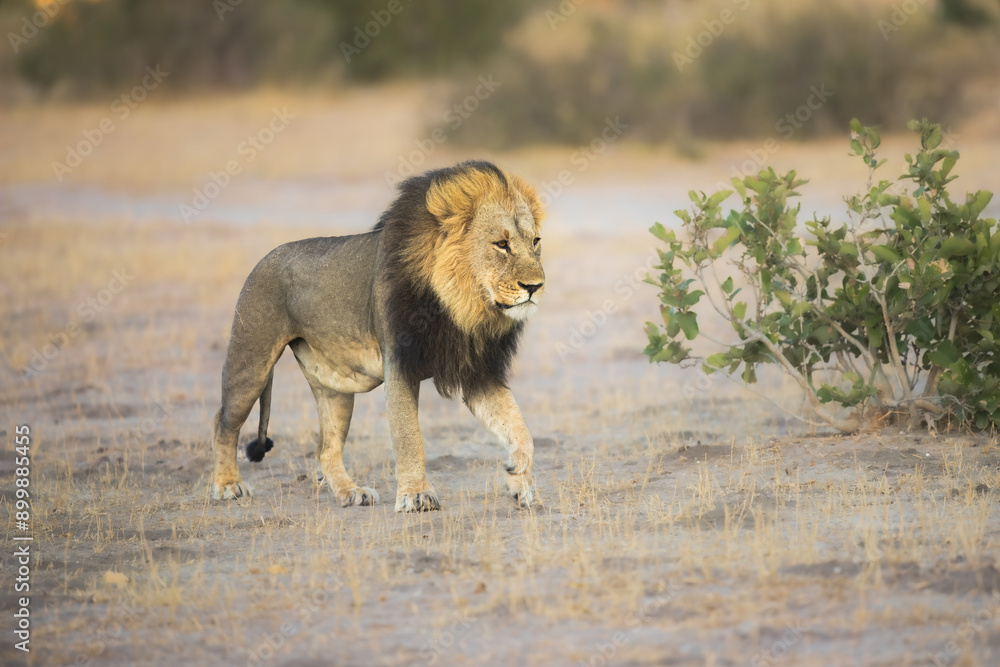 Portrait of a strong male African lion (Panthera leo), Moremi game reserve, Botswana, Captivating images of Africa's lions, Experience the the wild essence of the continent. Sunrise, 8k resolution Portrait of a strong male African lion (Panthera leo), Moremi game reserve, Botswana, Captivating images of Africa's lions, Experience the the wild essence of the continent. Sunrise, 8k resolution