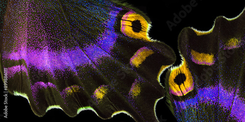 Bright colorful abstract background of tropical butterflies. Butterfly wings close-up. Japanese swallowtail. Papilio maackii. Alpine black swallowtail. 