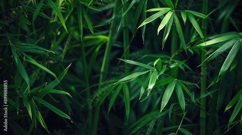 Tropical bamboo forest plant bush growing in wild, green bamboo leaves evergreen plant on dark background nature backdrop AI generated