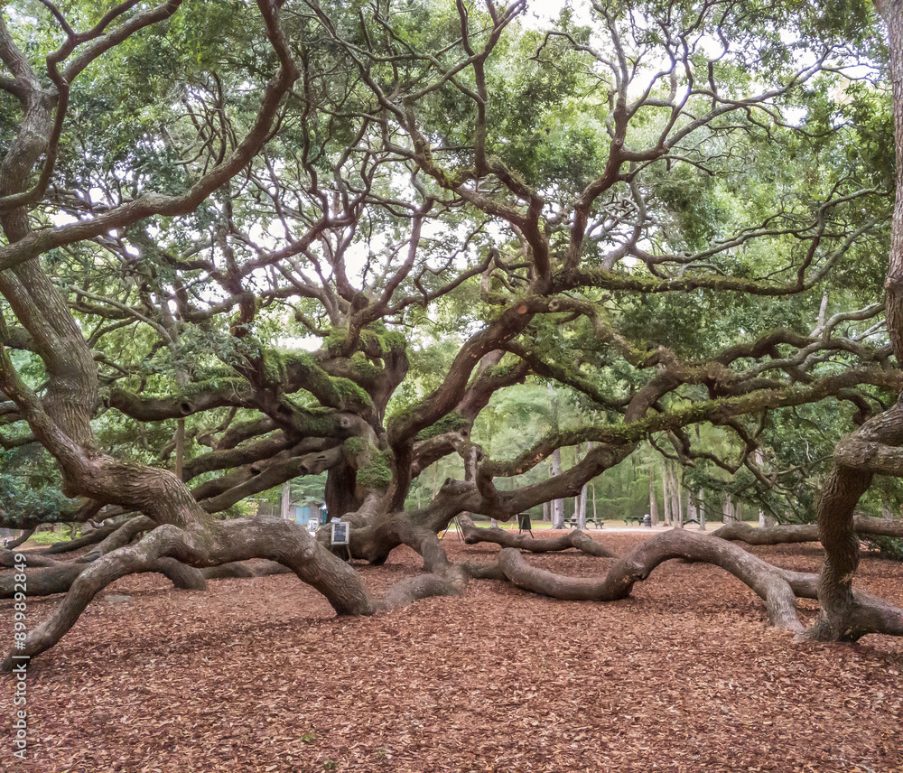 Record size Angel Oak tree, thought to be among the oldest living, Johns Island, SC Record size Angel Oak tree, thought to be among the oldest living, Johns Island, SC