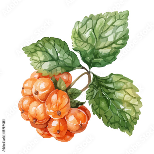 Watercolor vector of a cloudberry fruit, isolated on a white background, cloudberry fruit vector