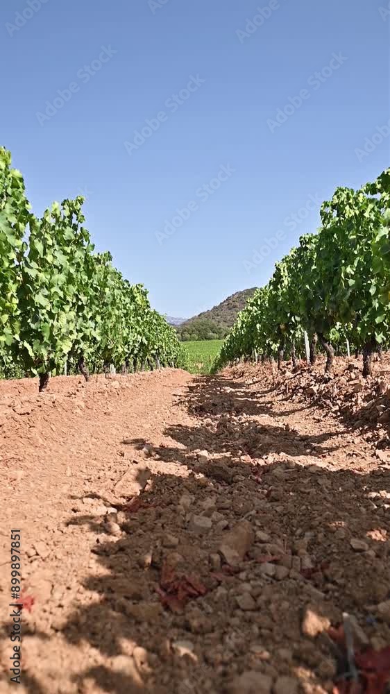 Rows of a beautiful vineyard for the production of wine grown in Sardinia, Italy. Traditional agriculture. Footage. Rows of a beautiful vineyard for the production of wine grown in Sardinia, Italy. Traditional agriculture. Footage.