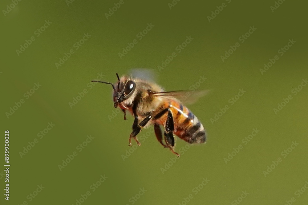 Honeybees in flight around Hummingbird feeder on hot summer day Honeybees in flight around Hummingbird feeder on hot summer day
