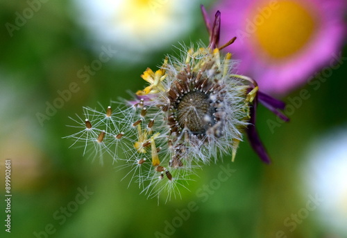 Fotografía Verwelkte Blüte eines Mauer-Gänseblümchens