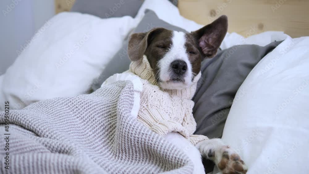 Cute dog in cozy knitted sweater is basking on large bed Pet has settled down comfortably under soft blanket stretching out on spacious bed Comfortable bed for pet to rest. Charming scene home comfort Cute dog in cozy knitted sweater is basking on large bed Pet has settled down comfortably under soft blanket stretching out on spacious bed Comfortable bed for pet to rest. Charming scene home comfort