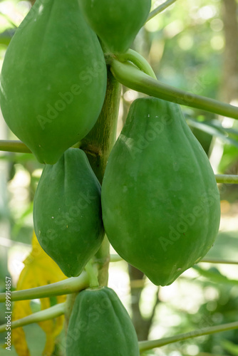 Green papaya fruit on tree