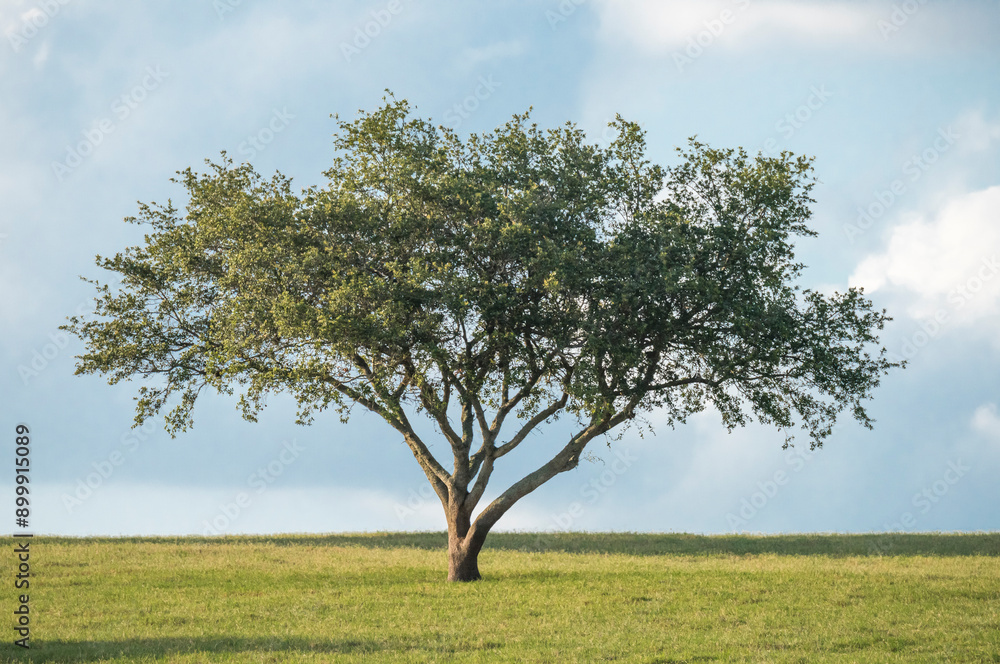Obraz premium Oak Trees on horizon with grass and clouds