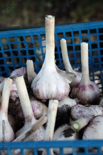garlic in a basket