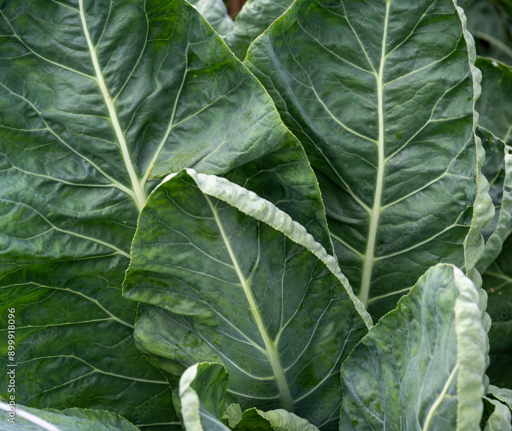 Close-up macro detailed image of dark green cauliflower leaves. The image shows the natural structure in the plant
Close-up macro detailed image of dark green cauliflower leaves. The image shows the natural structure in the plant