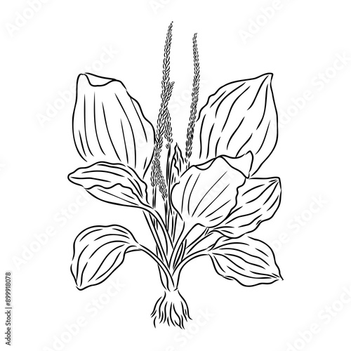 Plantain. Medicinal plant wild field flower.Sketch.Hand drawn outline vector illustration