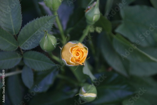 orange rose flower