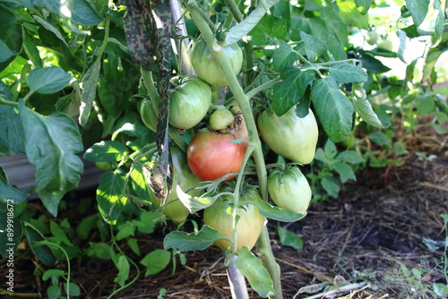 tomatoes in a greenhouse