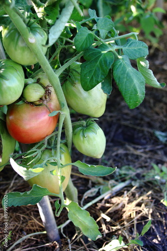 tomatoes in the garden