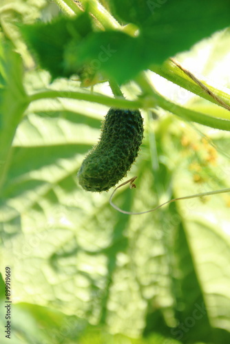 cucumber on a bed