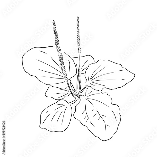 Plantain. Medicinal plant wild field flower.Sketch.Hand drawn outline vector illustration