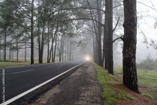 foggy evening at netarhat school road, jharkhand, india, where clouds passing through the pine forest surroundings with distant vehicle with glowing light nearing through the fog