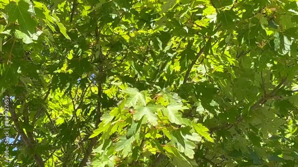 Sycamore tree foliage moving in the wind Sycamore tree foliage moving in the wind