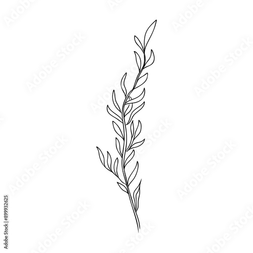 Underwater sea weed, laminaria spirulina seaweed sketch icon.