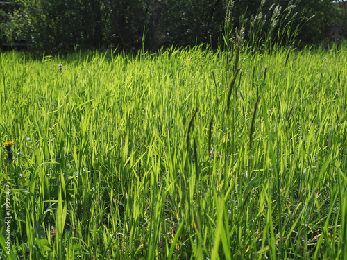 grass blades background selective focus