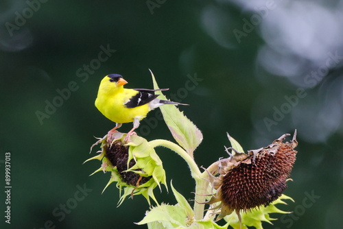 Cuadro en lienzo Yellow and black bird gold finch on sunflower