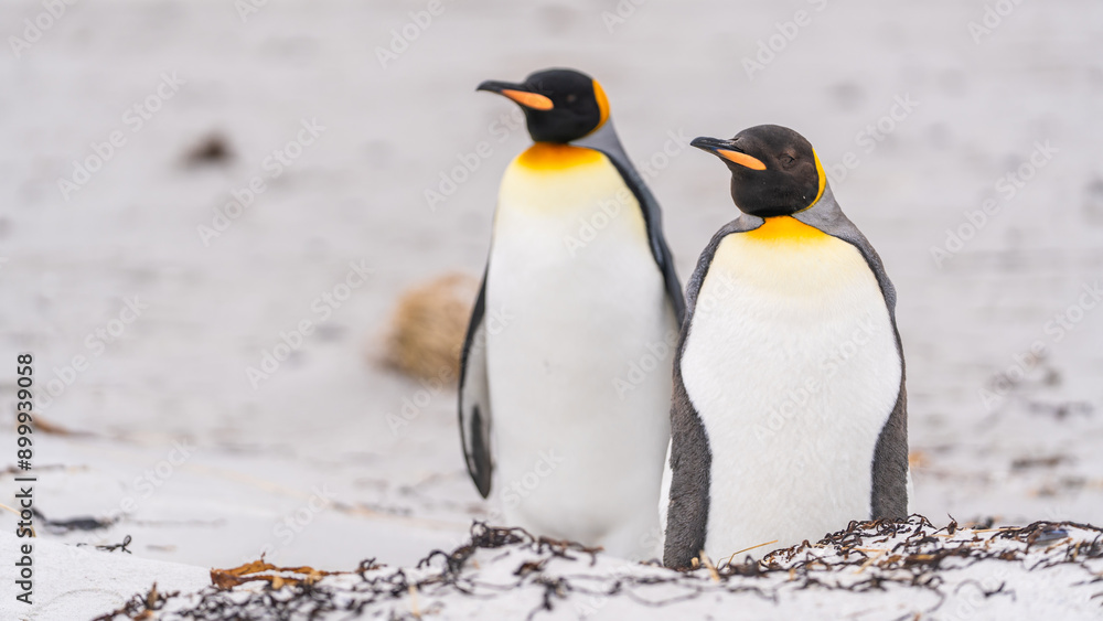 Fototapeta premium Cute King Penguin Pair Stand on Beach Bodies Facing Us, Heads Facing Left. On Beach in Falkland Islands Family Adorable Penguins